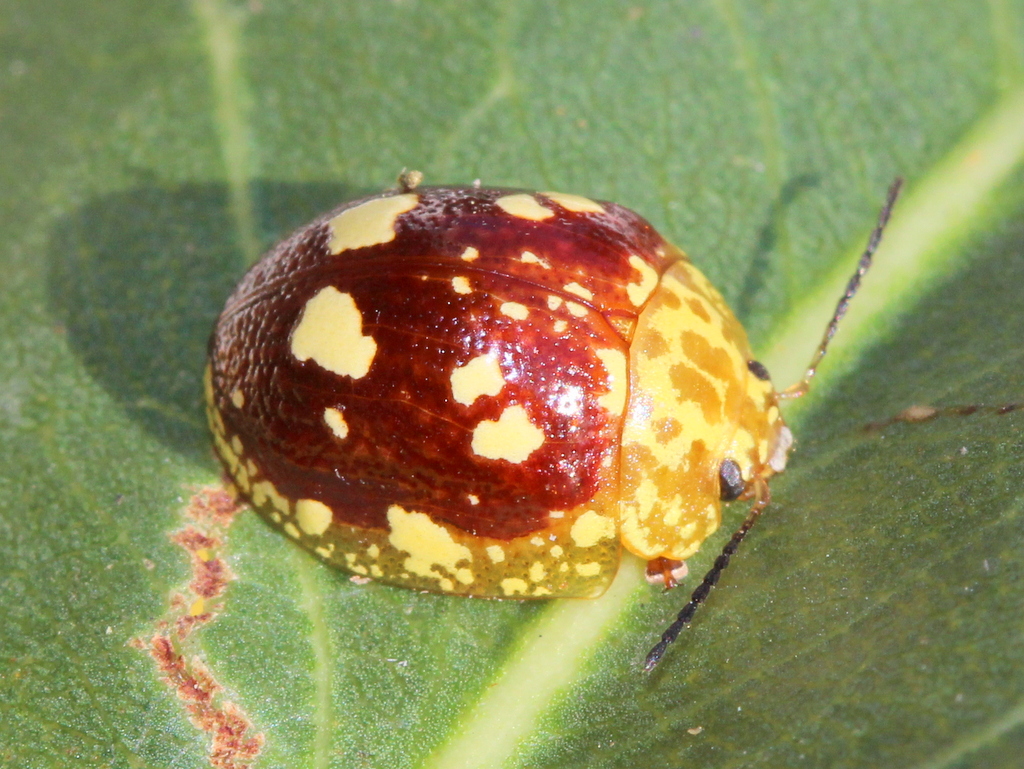Spotted leaf beetle