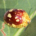 Spotted leaf beetle