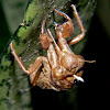 cicada husk