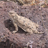 Horned lizard, horned toad, or horned frog.