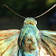 Mariposa lomo azul de cola larga