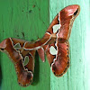 polilla - moth