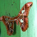 polilla - moth