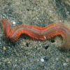 sand worm