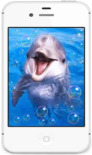Dolphins Racihg live wallpaper