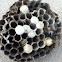 Wasp nest (possibly hornet)