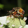 Delta flower scarab (mating pair)