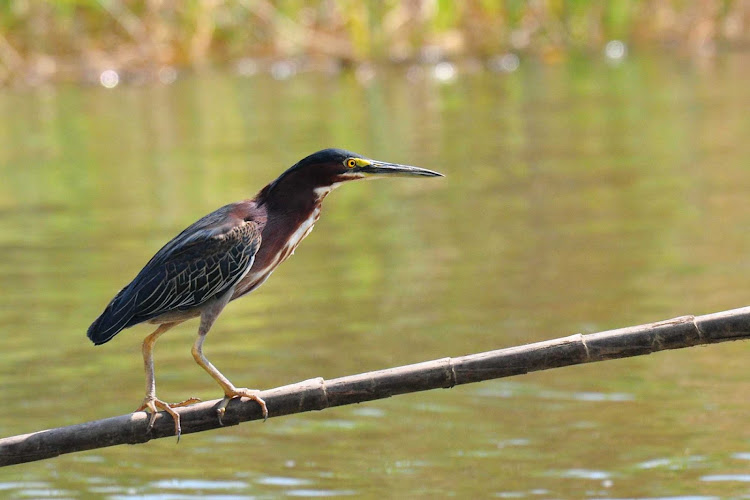 Green heron near Quepos, Costa Rica.
