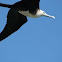 Magnificent Frigate Bird