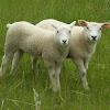 Sheeplets