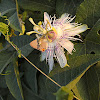 Passionflower with ants & butterfly