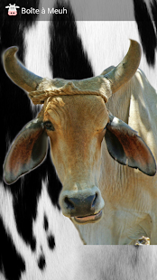 Lastest Moo Box APK