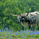 Texas Longhorn