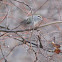 Golden-crowned Kinglet