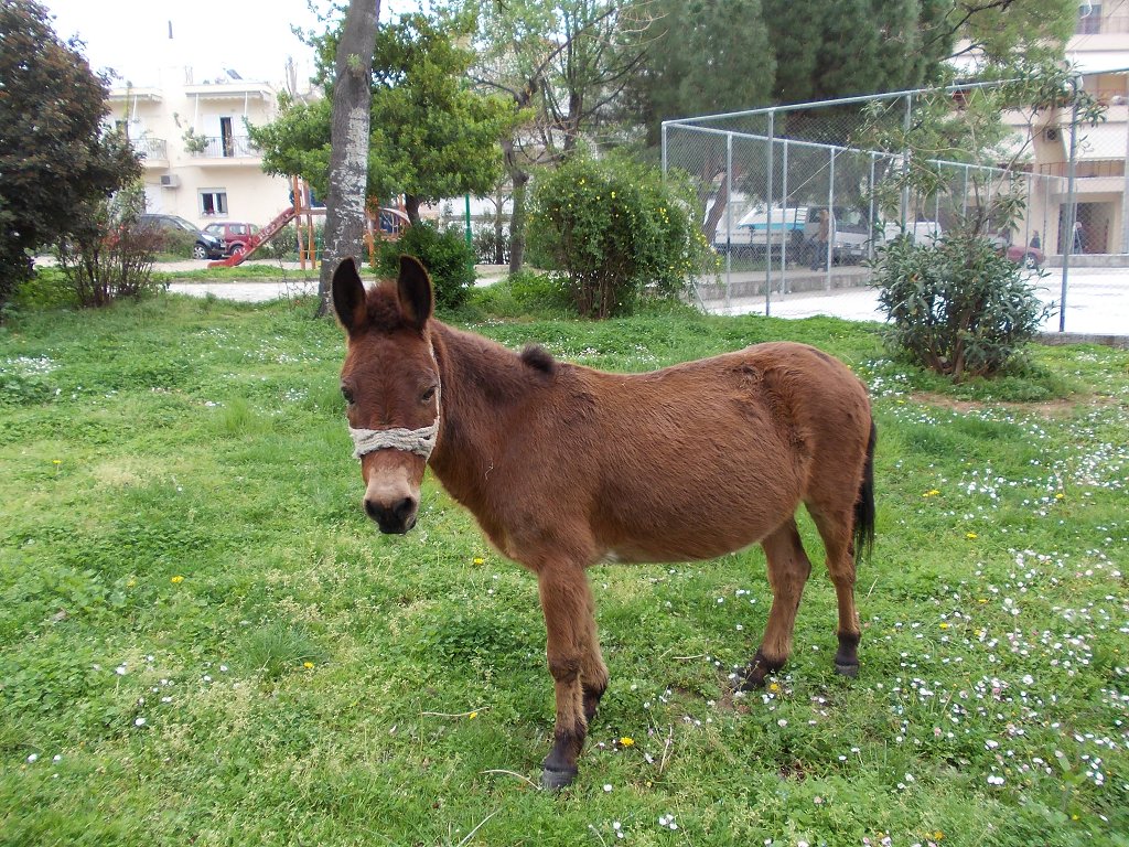 Donkey (Γάιδαρος)