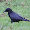 Common Raven