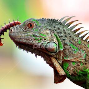 FREINDS by Sandi Nopri yanto - Animals Reptiles