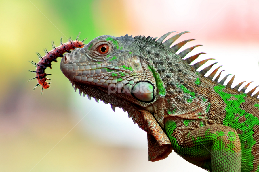 FREINDS by Sandi Nopri yanto - Animals Reptiles