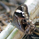 Angled Red Forester - female