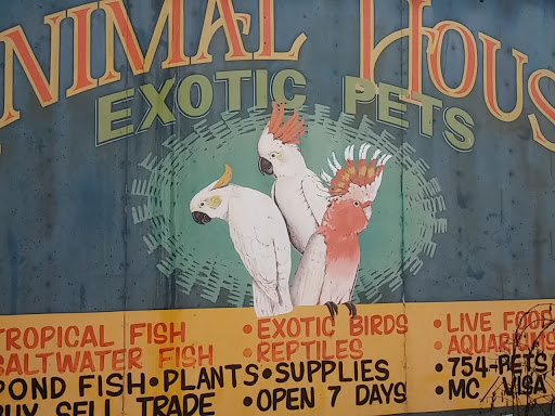 Exotic Birds Wall Art