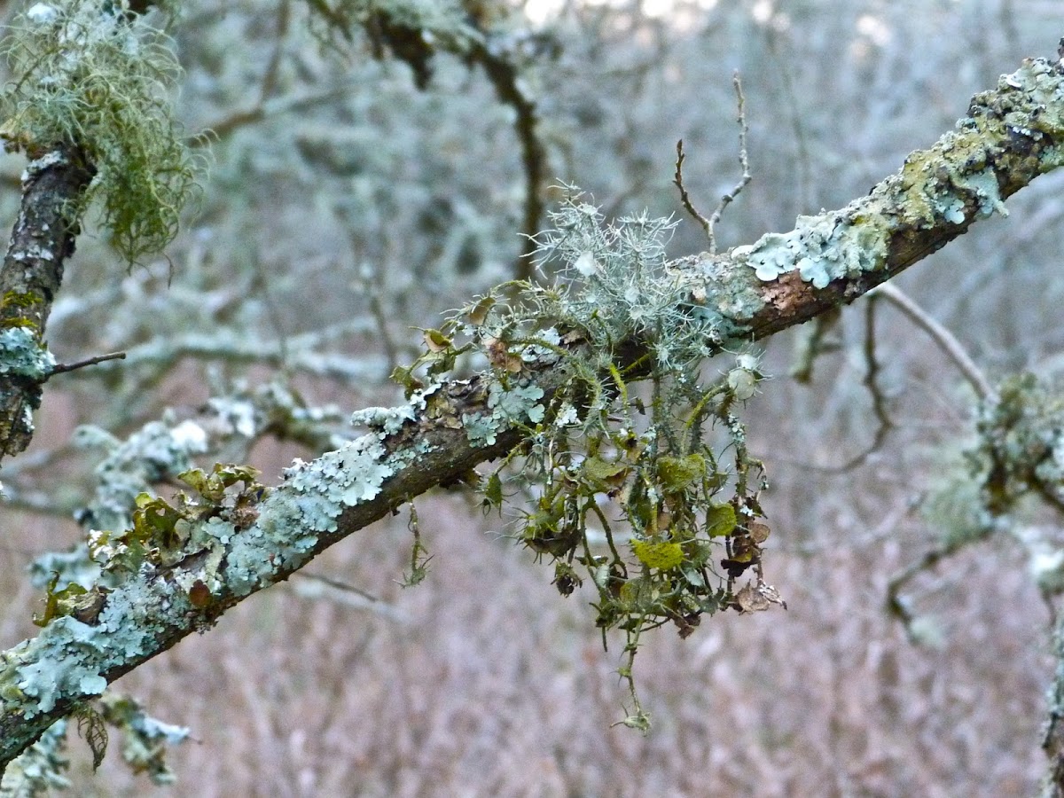 Old man's beard