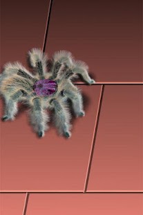 GrammostolaRosea LiveWallpaper Screenshots 0