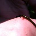 Olympic salamander