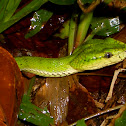 Sabah pit viper