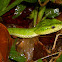 Sabah pit viper