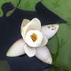 Water Lily  