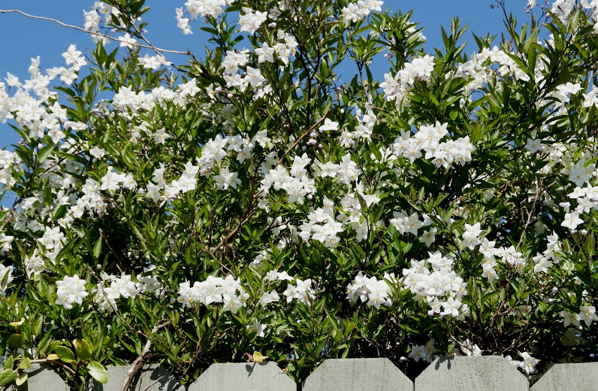 Potato vine..