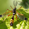 Yellow-ringed comb-horn Cranefly