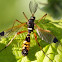 Yellow-ringed comb-horn Cranefly