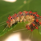 Retarded Dagger Moth, Caterpillar