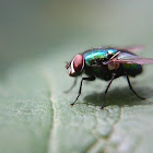 Greenbottle