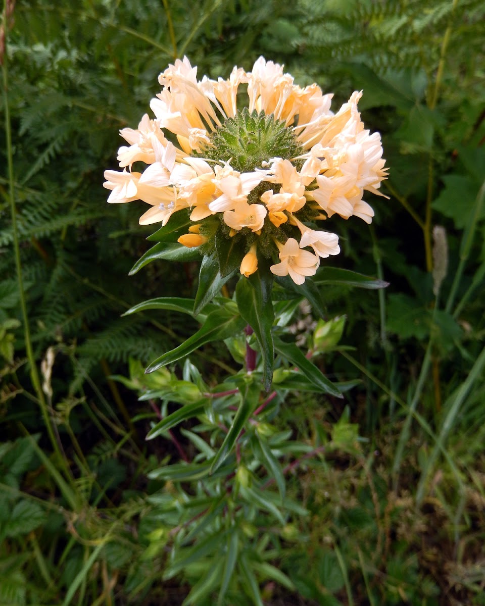 Large-Flowered Collomia