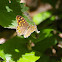 Tircis (Speckled Wood)