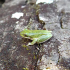 Pinewoods Tree Frog
