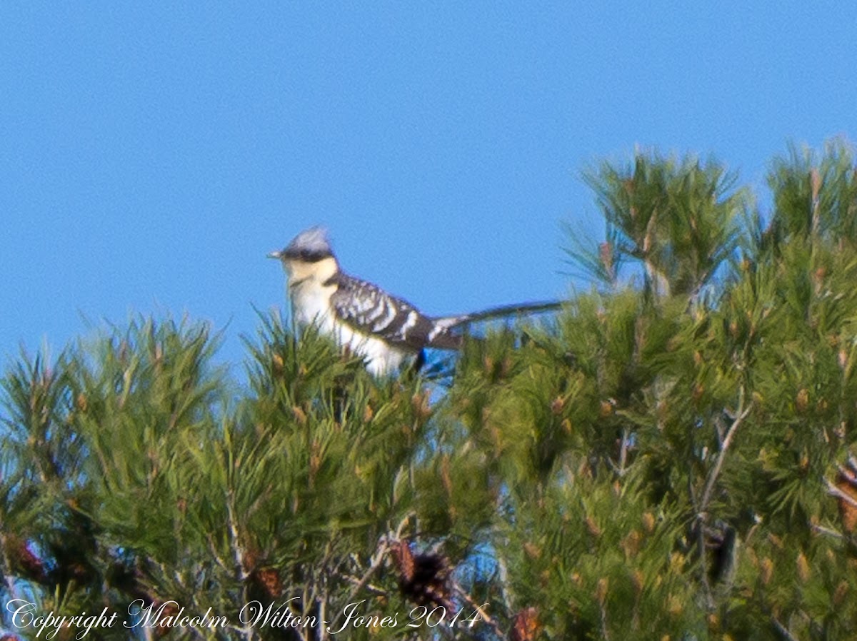 Great Spotted Cuckoo; Críalo