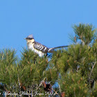 Great Spotted Cuckoo; Críalo