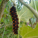 PipeVine SwallowTail