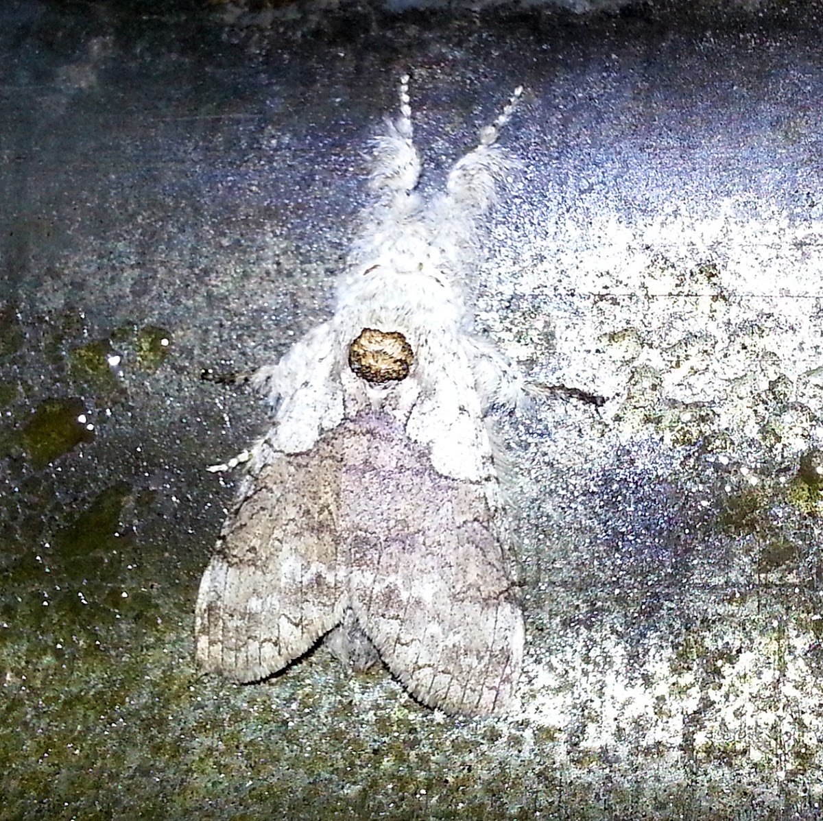 White-Gray Tossock Moth