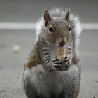 Eastern Gray Squirrel Saying Grace?