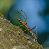 Red Ant-mimicking Spider (Male)