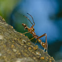 Red Ant-mimicking Spider (Male)