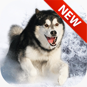 Siberian Husky Wallpapers.apk 1.0