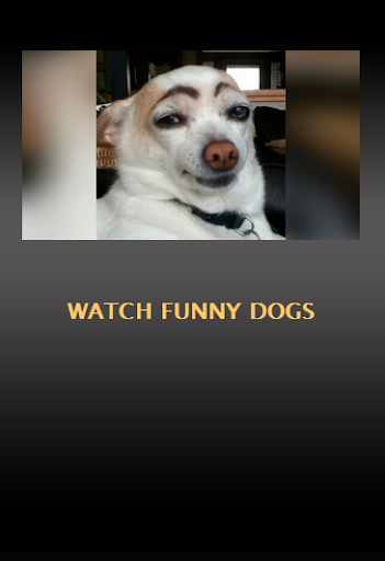 Watch Funny Dogs
