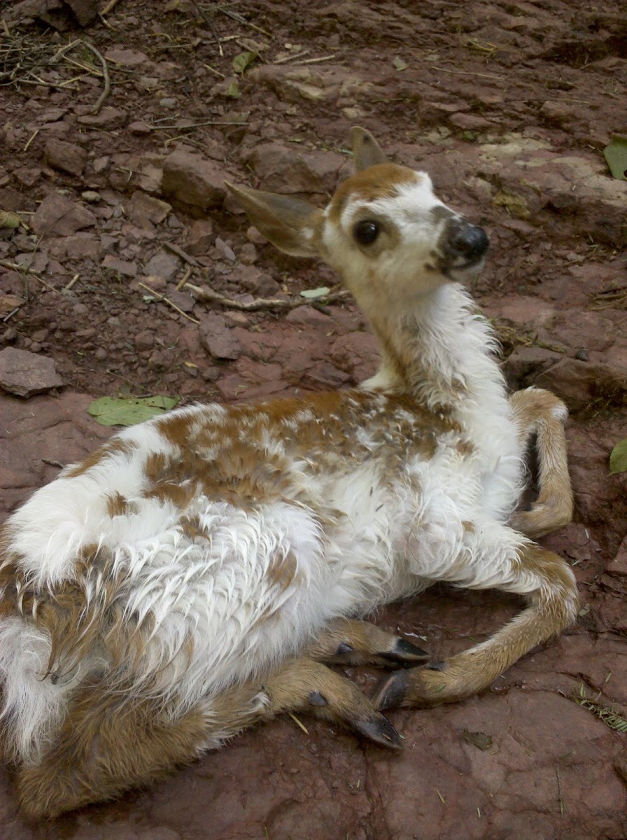 white-tailed deer with piebald coloring