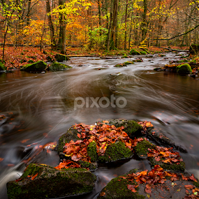 Autumnleaves in the creek by Peter Samuelsson - Nature Up Close Water