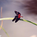 red & black dragonfly